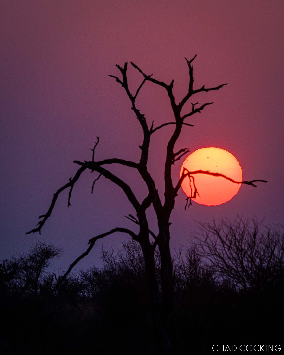 Silhouetted tree against a vivid red Timbavati sunset