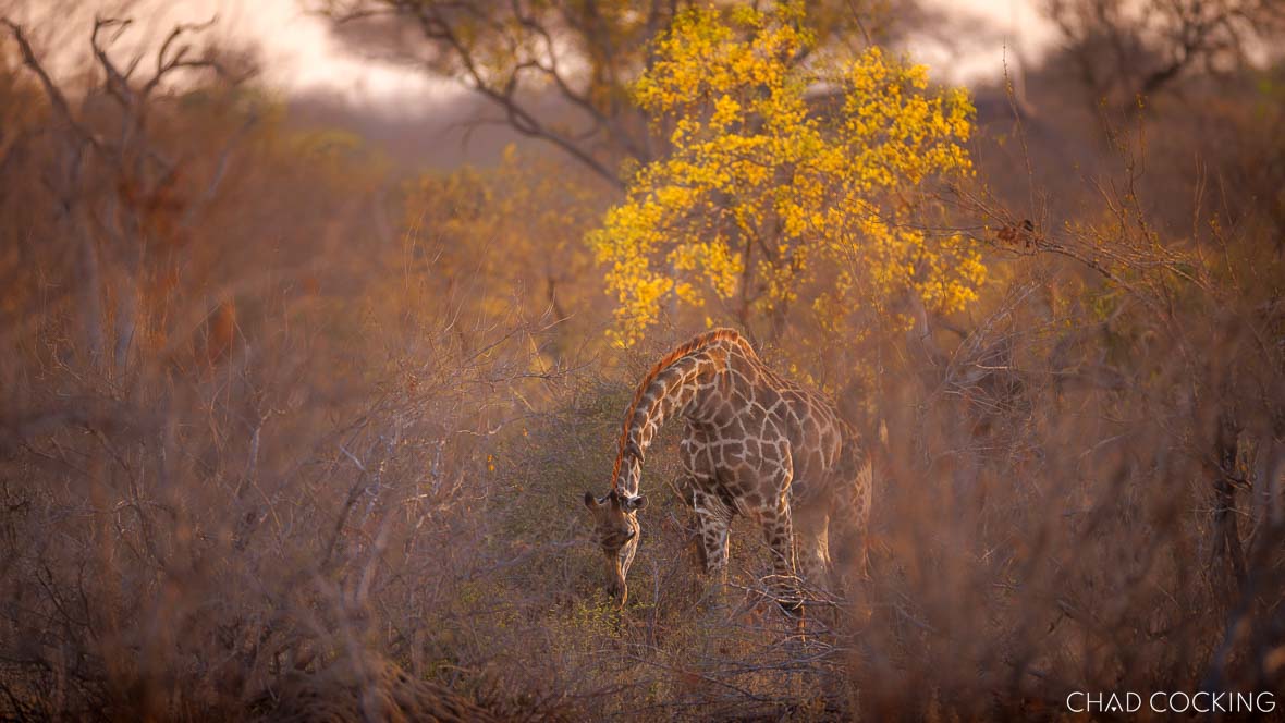Giraffe browsing beneath a flowering knobthorn tree in the Timbavati