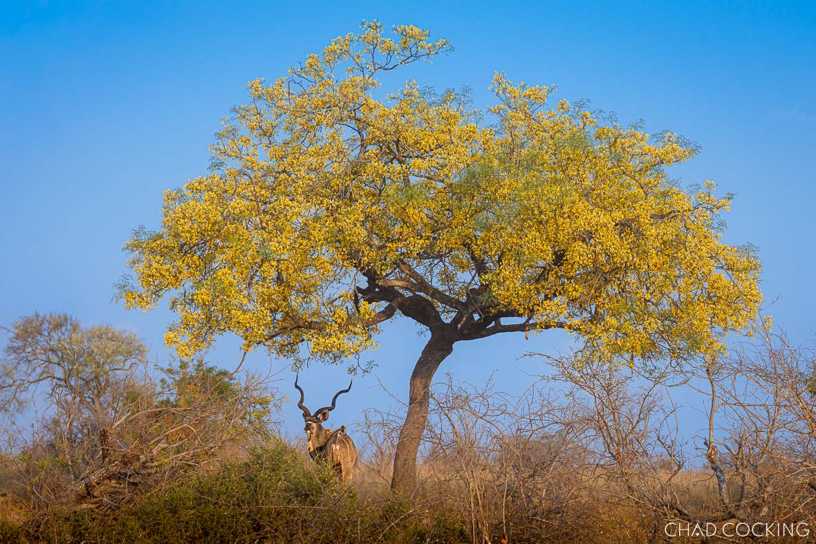 Male kudu standing beneath a flowering knobthorn tree in the Timbavati