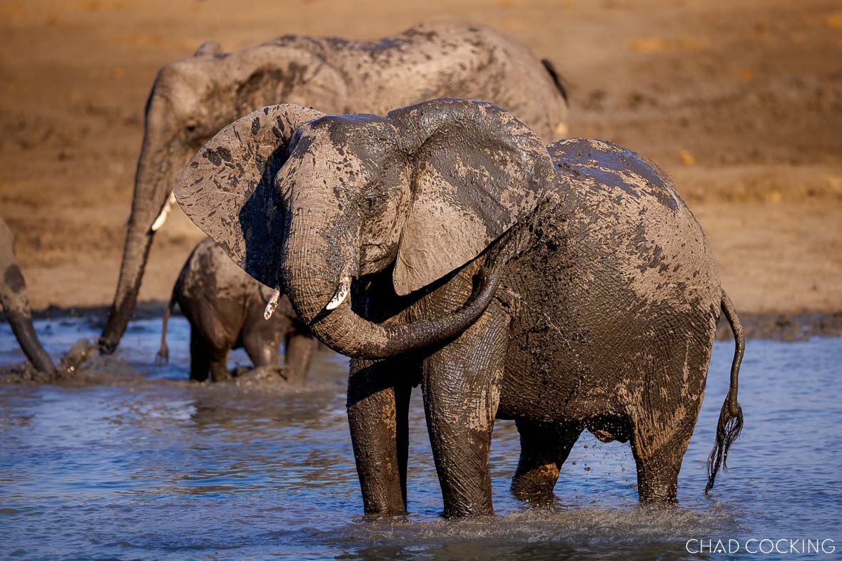 African elephant covered in mud during a waterhole bath in the Timbavati