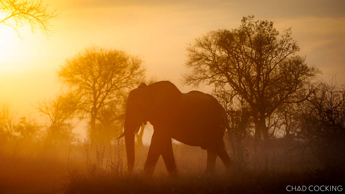 Elephant walking through golden mist at sunrise in the Timbavati.