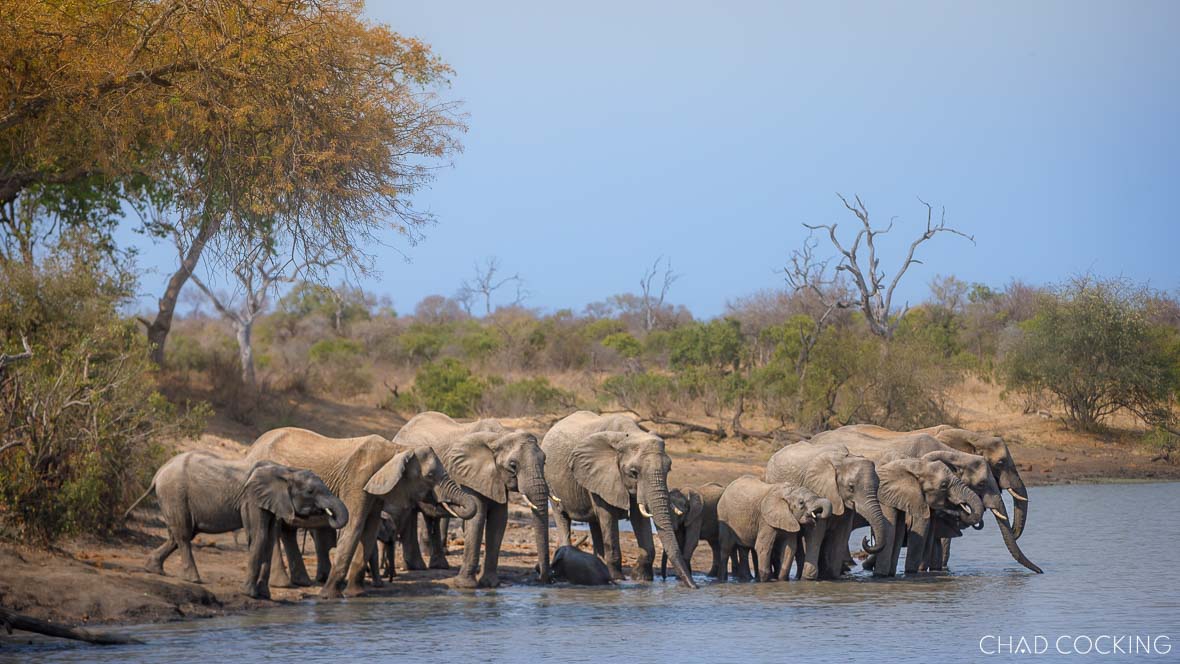 Herd of elephants drinking at a Timbavati waterhole on a bright spring day