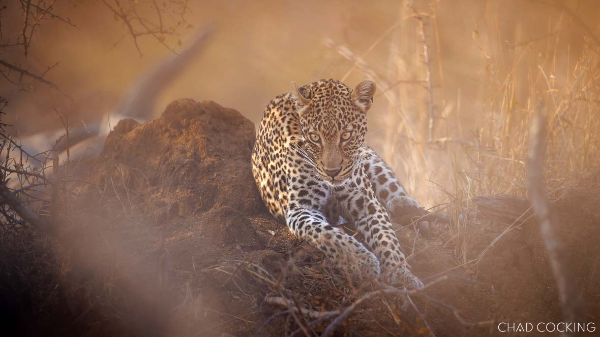 Young leopard lying on a termite mound in golden Timbavati light