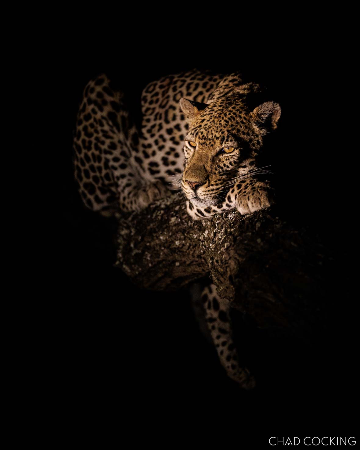 Leopard resting on a tree branch illuminated by spotlight at night