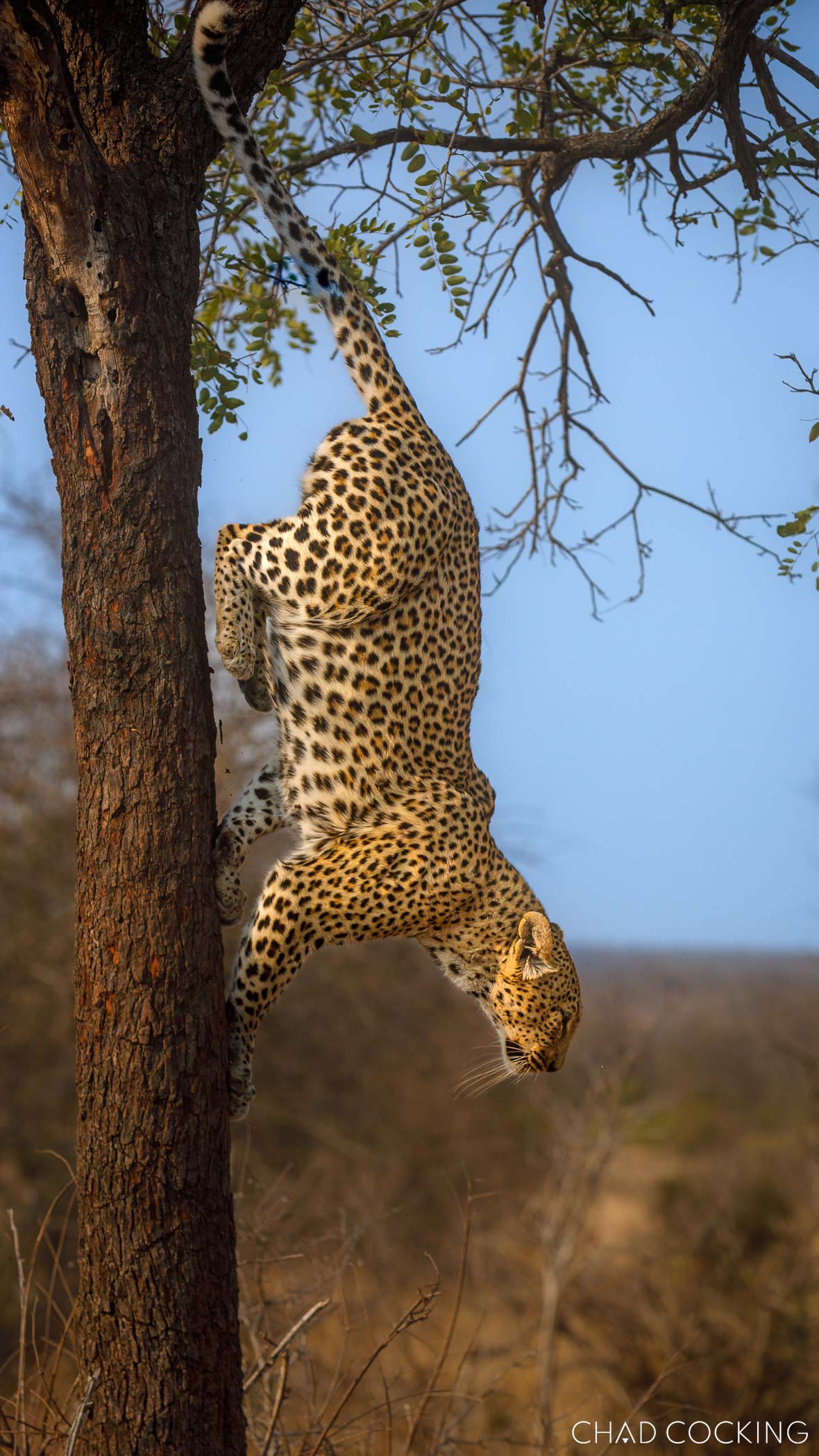 Leopard descending headfirst down a tree trunk in the Timbavati