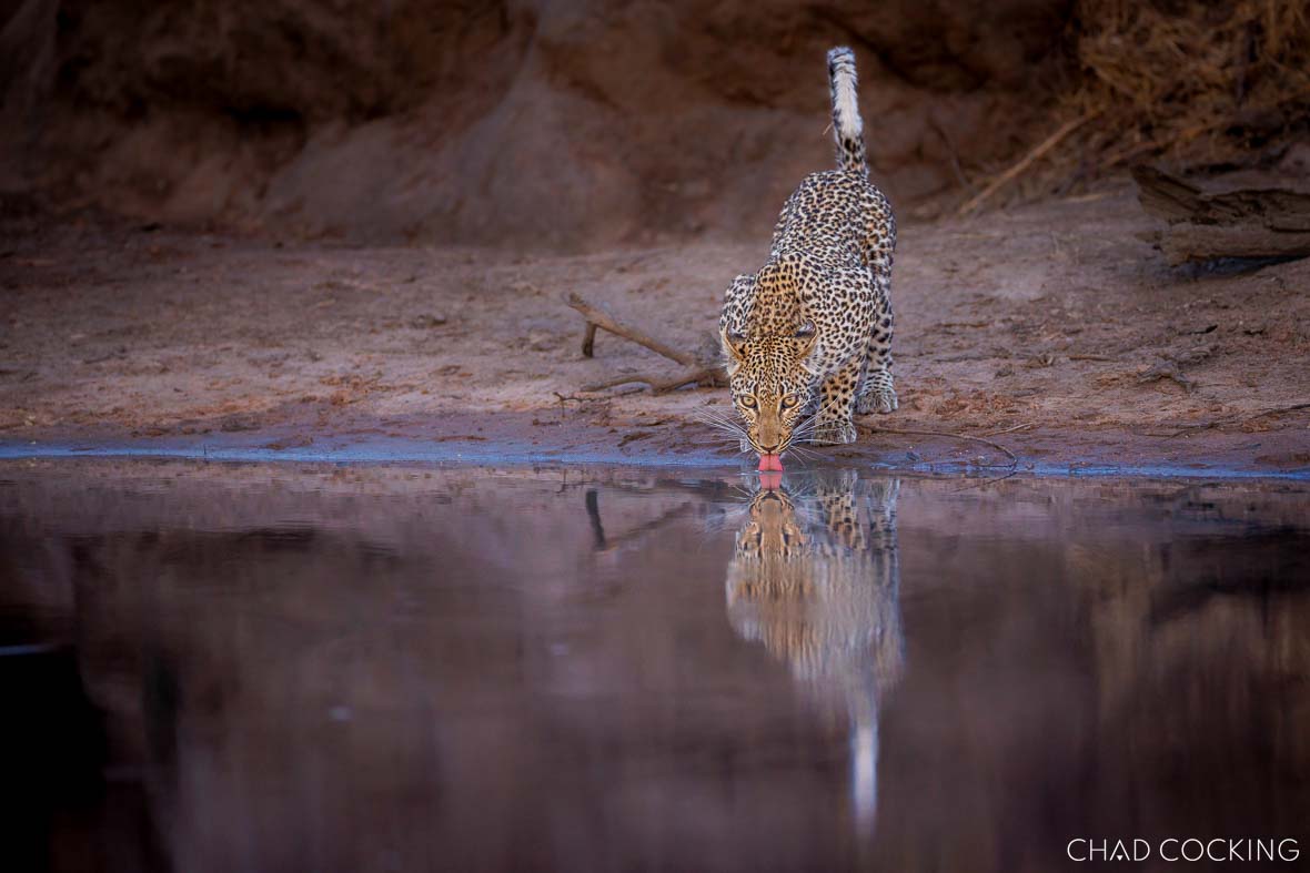 Leopard drinking at the edge of a waterhole with its reflection in the still water