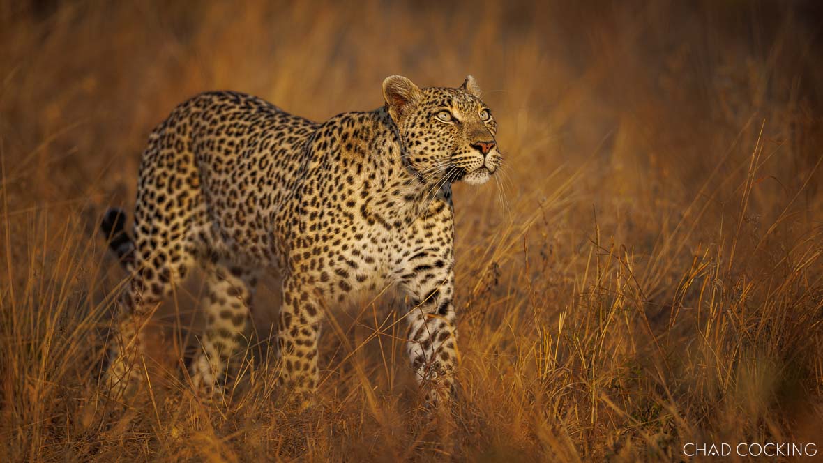 Leopard walking through golden grass at sunset