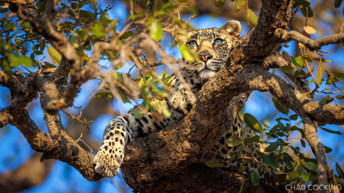 Leopard resting in a tree, gazing through leaves