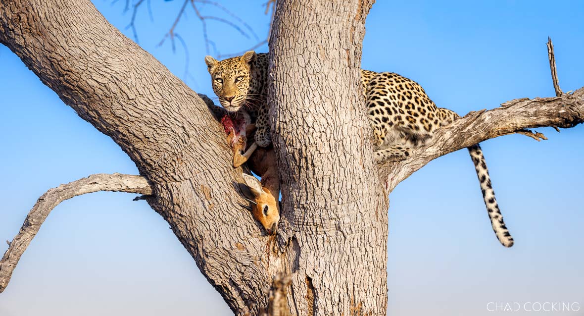 Leopard with impala kill resting in tree