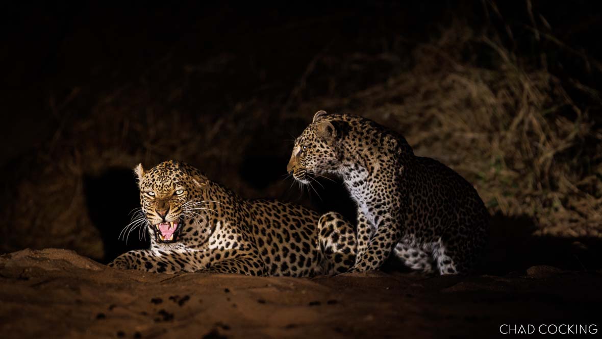 Two leopards at night, one snarling, on sandy ground