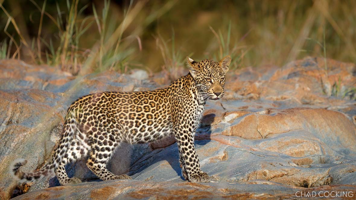 Young leopard standing on sunlit rocks in the wild