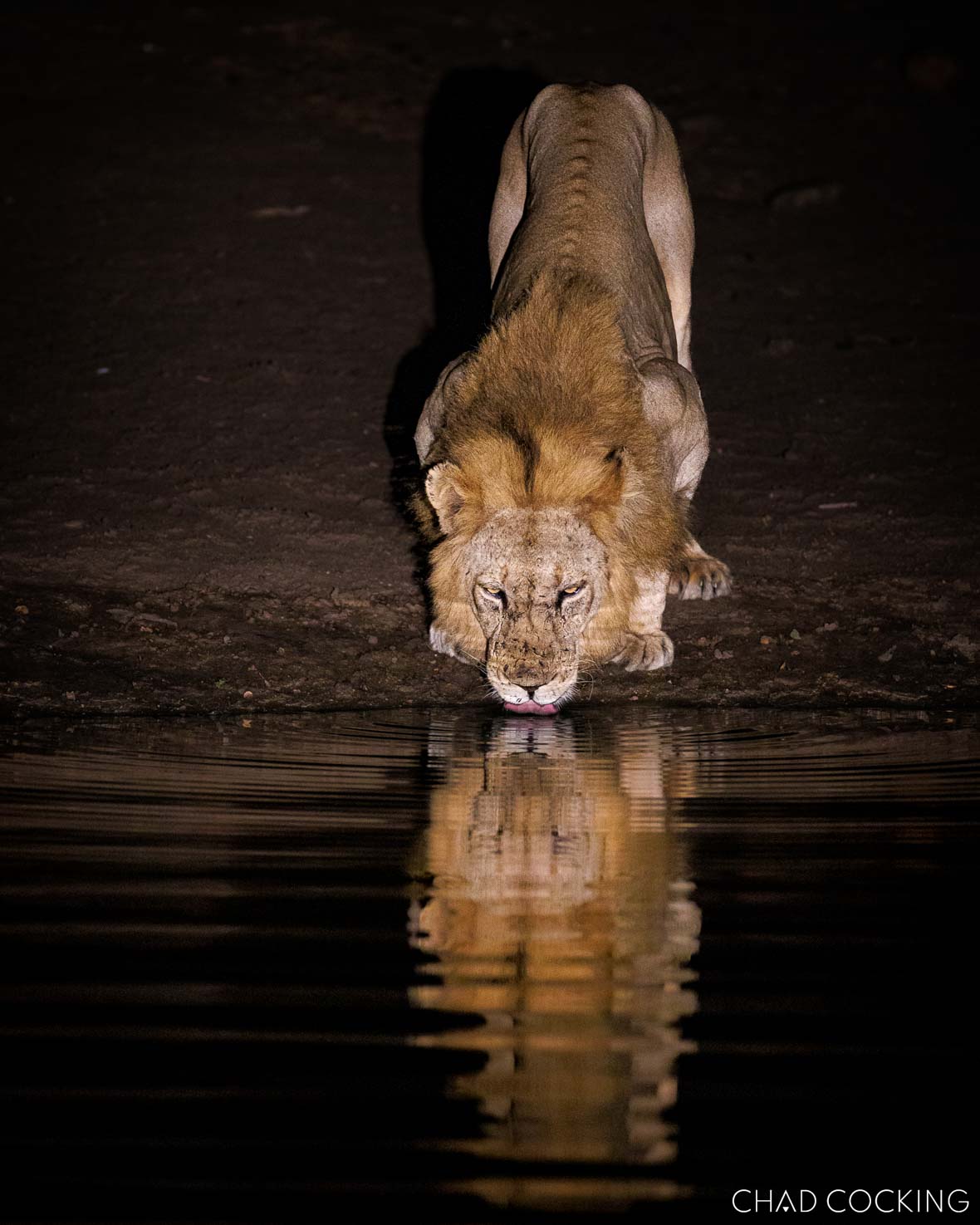 Male lion drinking from a waterhole at night with reflection