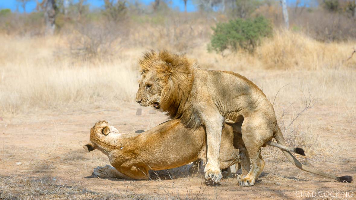 Male and female lions mating in the dry African bush