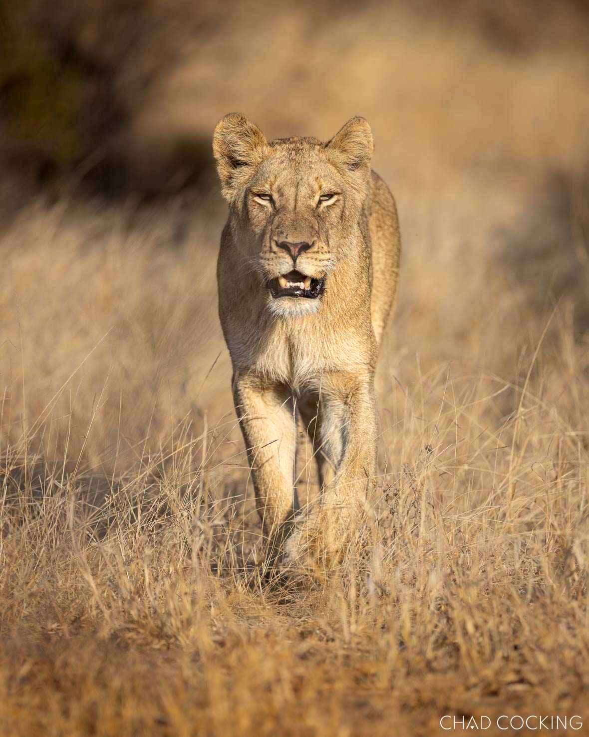 Lioness walking confidently through golden dry grass