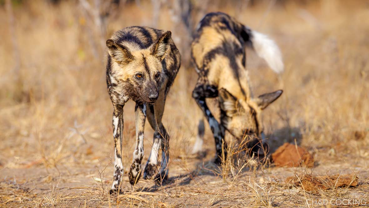 Two African wild dogs exploring dry grassland