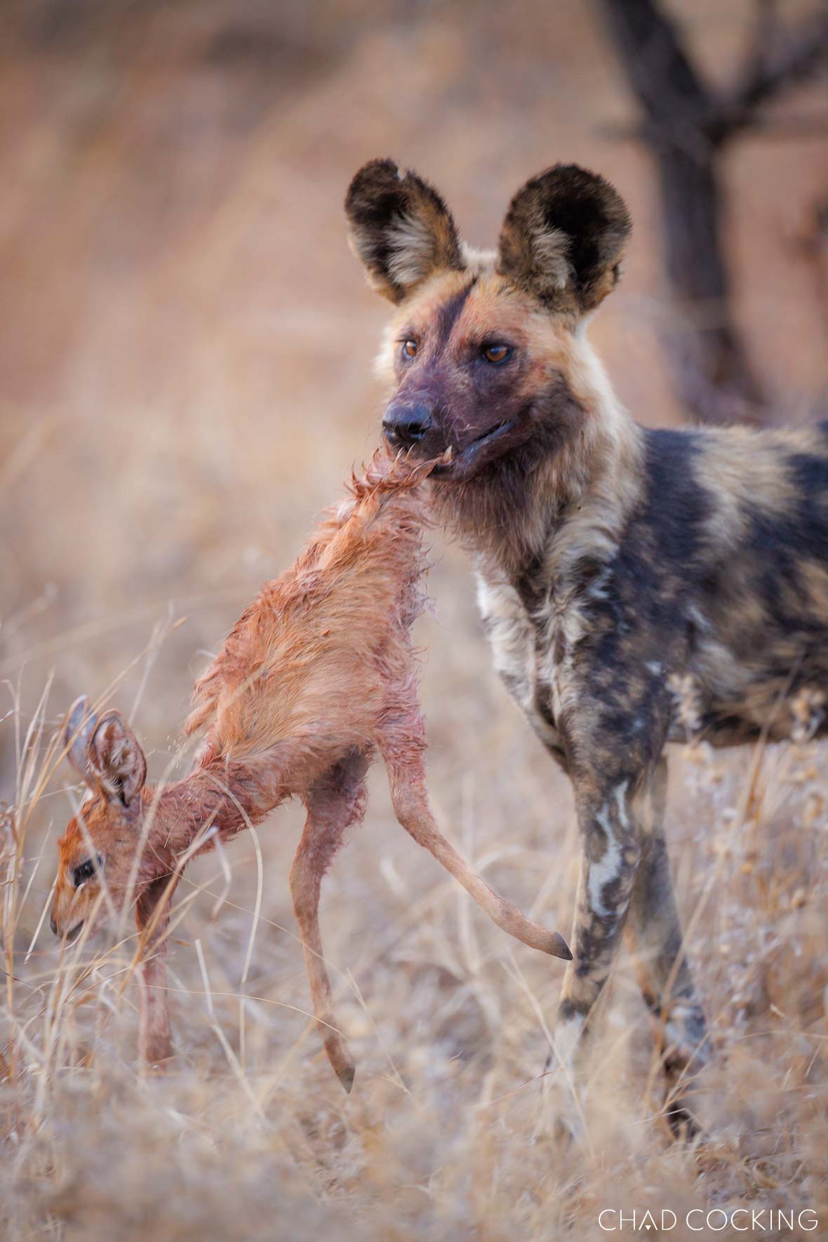 African wild dog carrying young antelope carcass